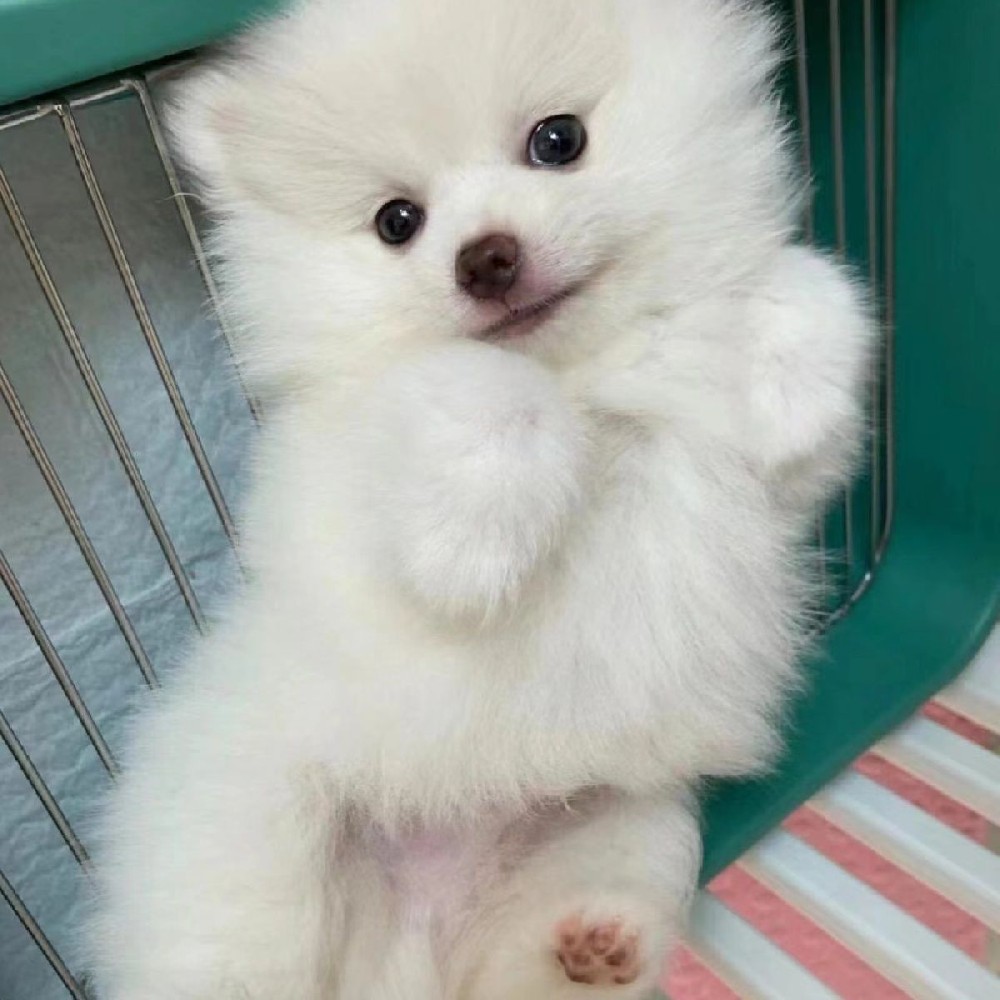 惠州买纯种犬去哪？本地靠谱犬舍购犬流程与避坑技巧