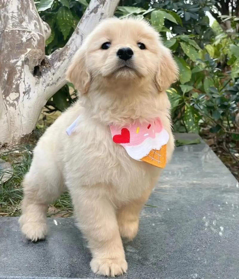 惠州买狗时一定要问清的 8 个问题，直接判断犬舍靠不靠谱