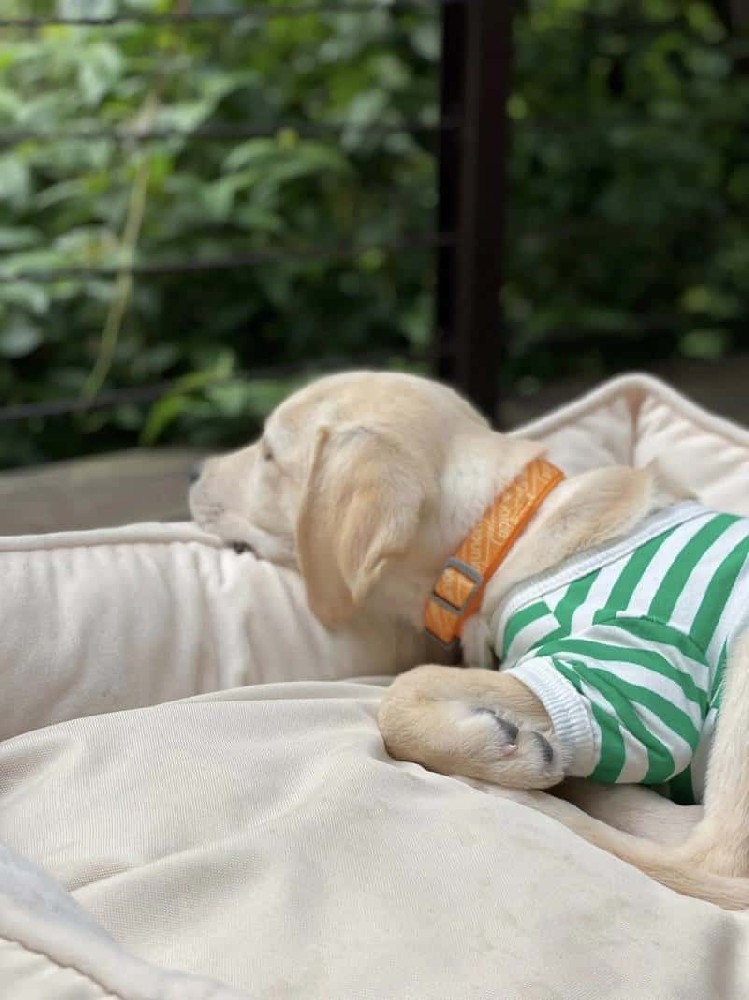 惠州最新养犬政策详解,2026购犬养狗合规标准大全